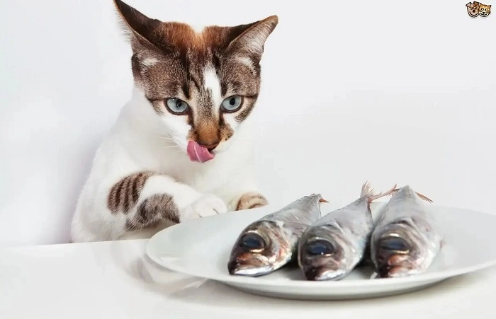 Are There Any Risks to Feeding Sardines to Cats