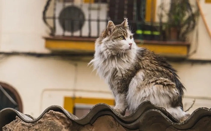 Basic Words for Cats in Spanish 1