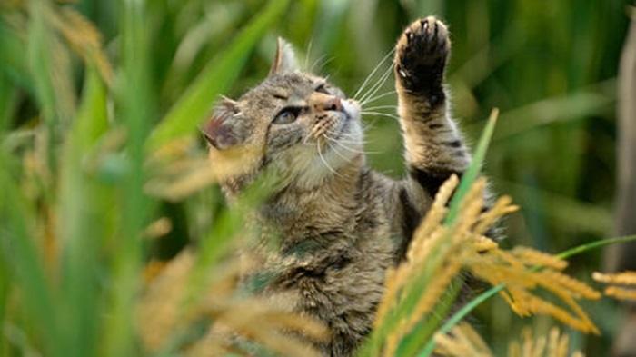 Benefits of Feeding Beyond Cat Food