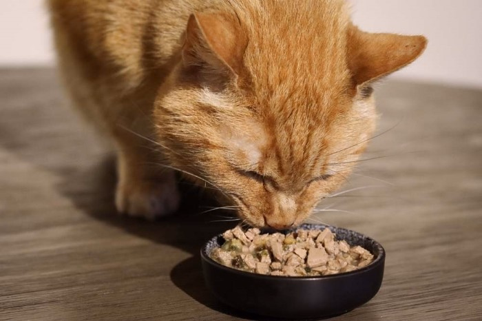 Benefits of Oatmeal for Cats