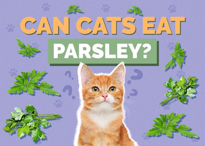 Benefits of Parsley for Cats