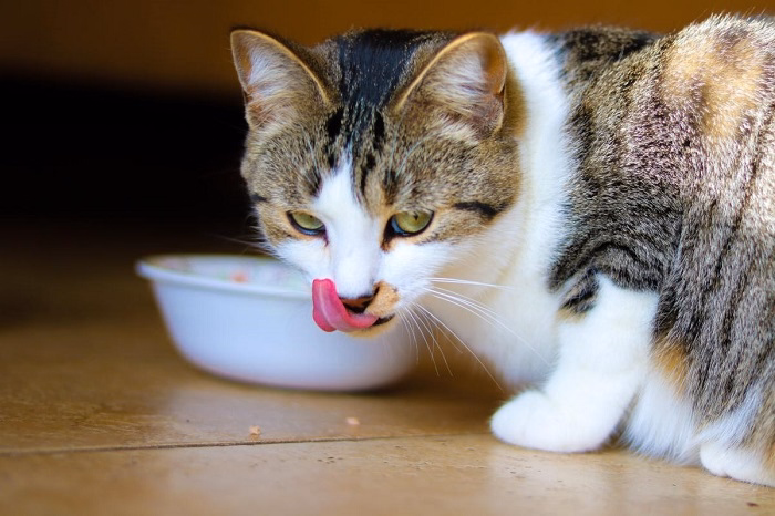Bland Diet for Cats