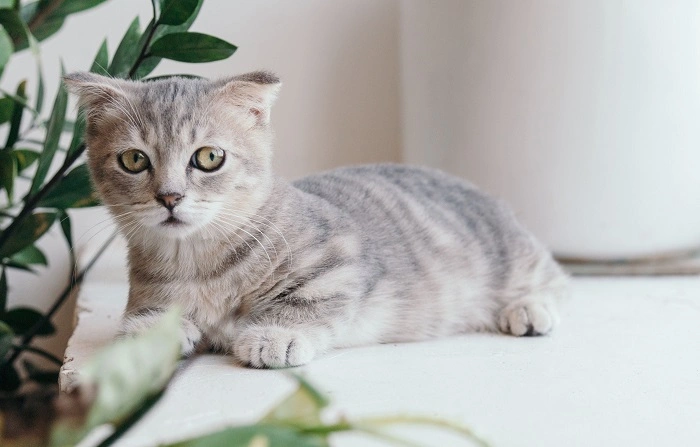 Can Cats Actually Experience Headaches 1