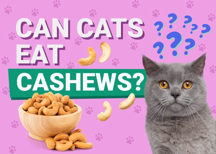 Can Cats Be Allergic to Cashews