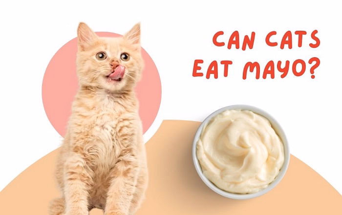 Can Cats Eat Flavored Mayo
