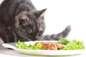Read more about the article Can Cats Eat Ranch? What Every Pet Owner Needs to Know