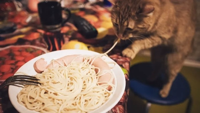 Can Kittens Eat Spaghetti