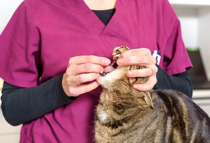 Can You Give Cats Human Headache Medicine 1