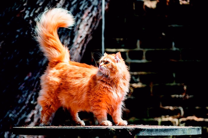 Can a Cats Tail Heal on Its Own