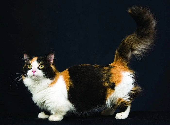 Caring for a Mini Cat 1