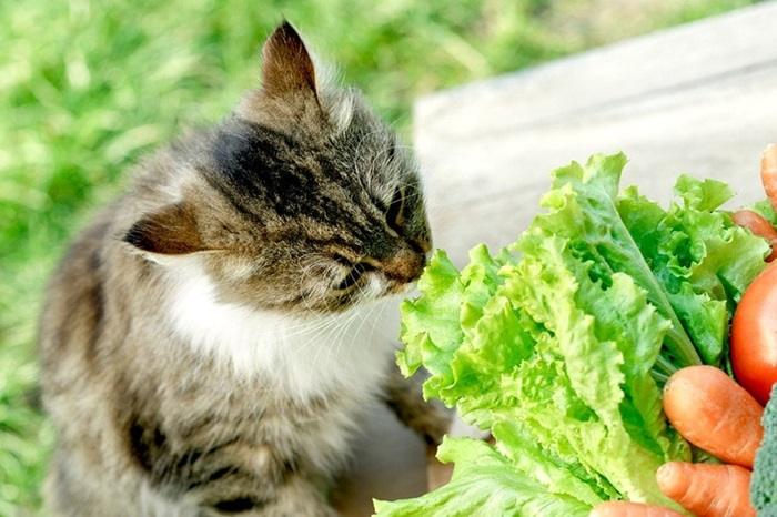 Cat Eating Lettuce PhotoIris2021 Shutterstock
