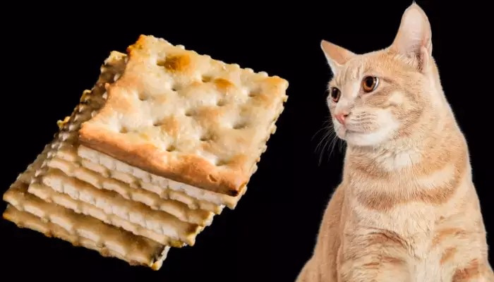 Common Cracker Ingredients and Their Impact on Cats
