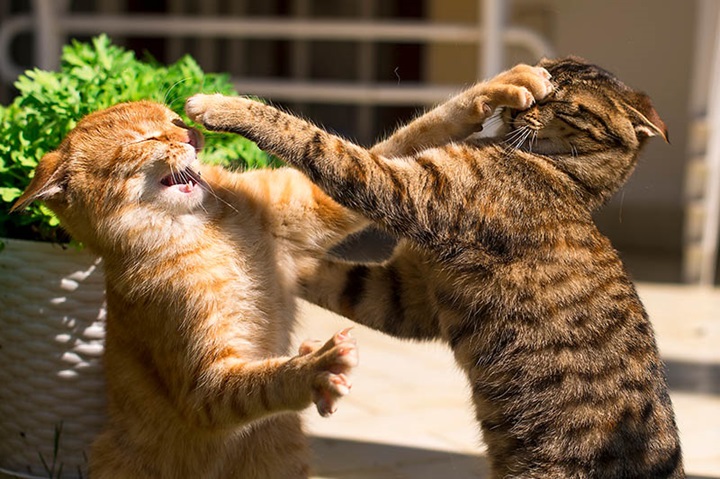 You are currently viewing Do Cats Fight to the Death? Understanding Cat Fights and Survival Behavior