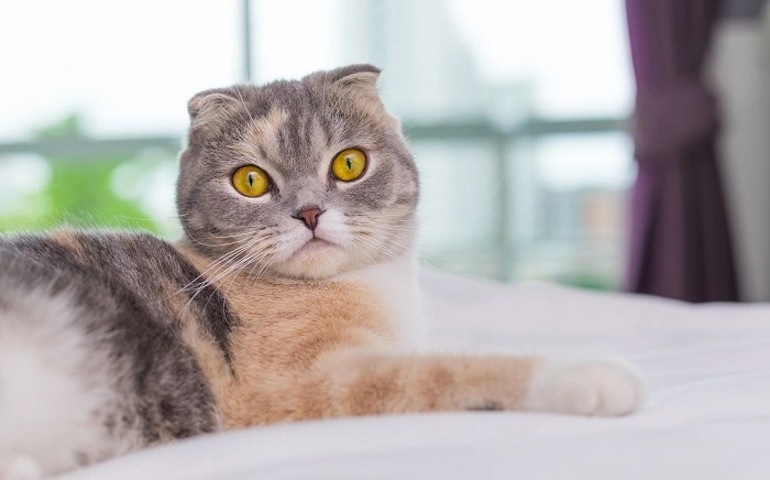 Eye Colors That Stand Out in Big Eyed Cats 1