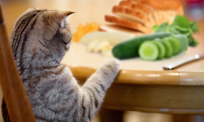 Food and Snacks at Fat Cats 1