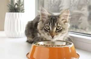 Read more about the article Gentle Giants Cat Food: The Best Choice for Your Feline Companion