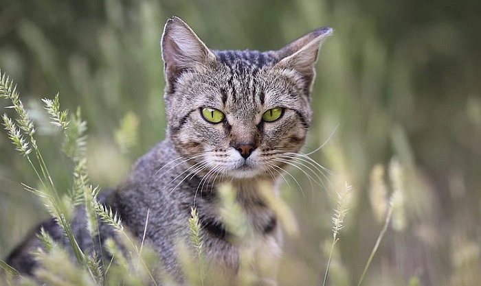 Health Considerations for Green Eyed Cats 1