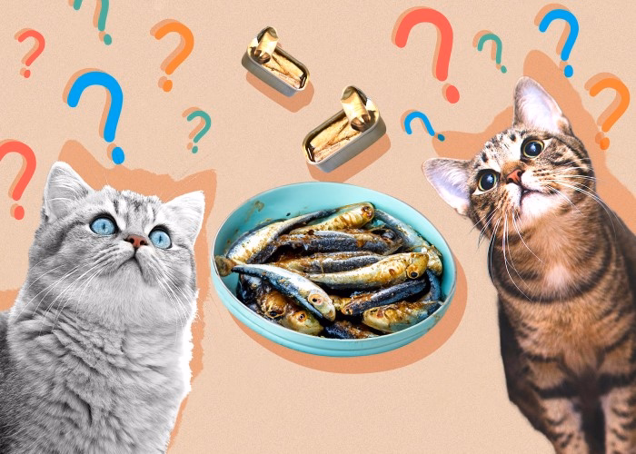 How Often Can Cats Eat Sardines