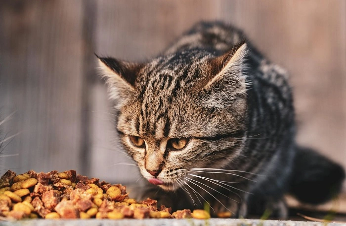 How Sheba Compares to Other Cat Food Brands 1