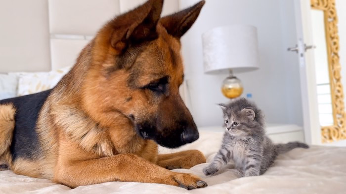 How to Introduce a German Shepherd to a Cat