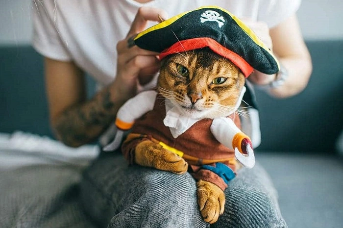 How to Make DIY Cats in Costumes 1
