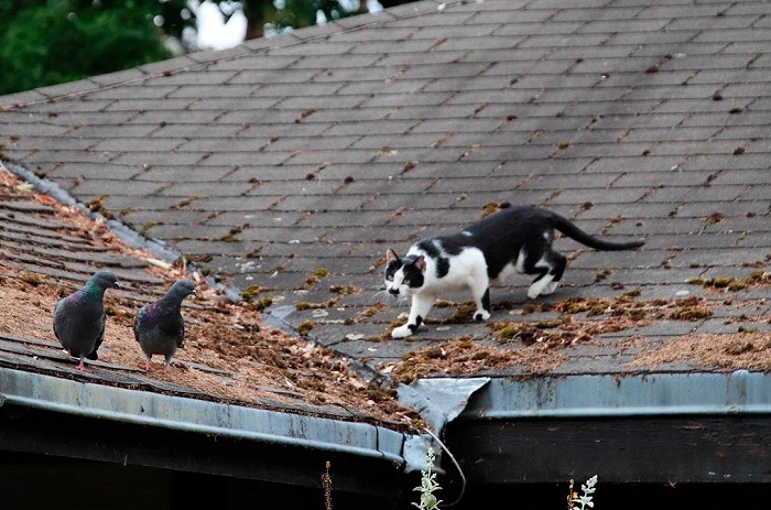 How to Prevent Your Cat from Killing Birds 1