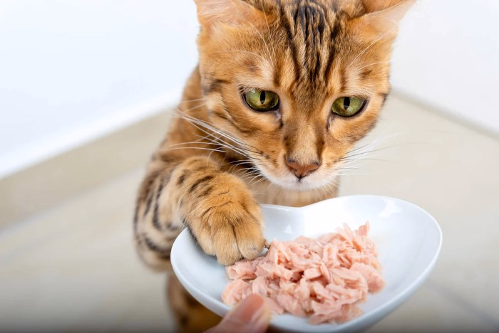 How to Transition Your Cat to Urinary Health Food