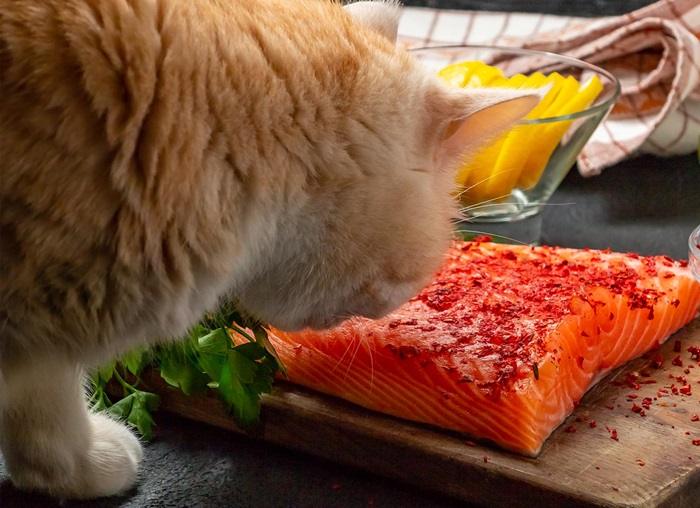 Is Smoked Salmon Safe for Cats
