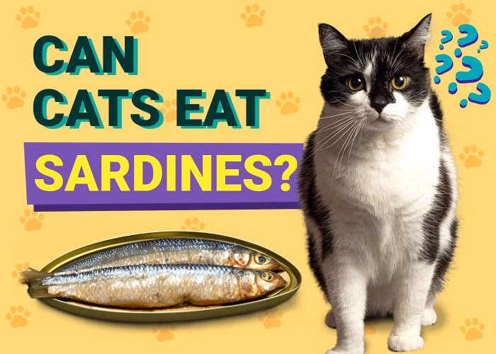 Nutritional Benefits of Sardines for Cats