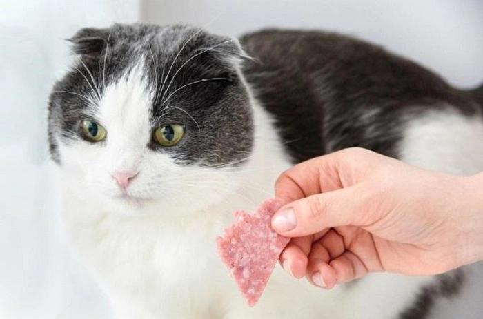 Potential Risks If Cats Have Too Much Salami 1