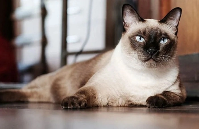 Preparing Your Home for a Siamese Cat 1
