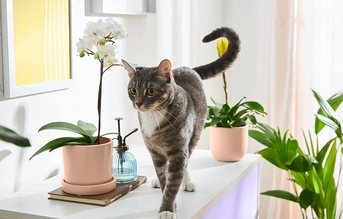 Safer Alternatives to Neem Oil for Cats 1