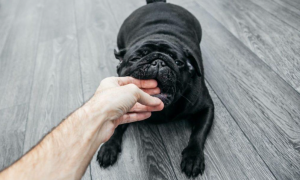 Read more about the article The Types of Damages You Can Claim in a Milwaukee Dog Bite Claim