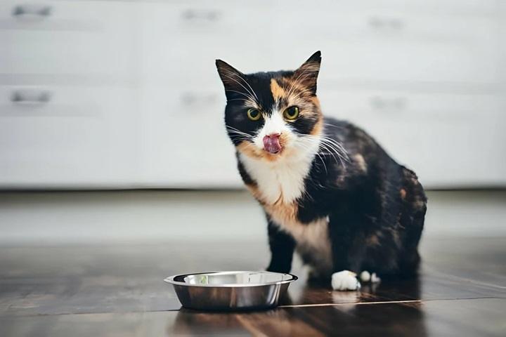 Read more about the article Simply Nourish Cat Food: Wholesome, Natural Nutrition for Your Feline Friend