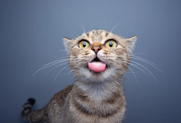 The Joy of Living with a Goofy Cat 1