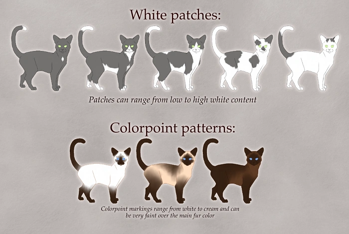 Tips for Designing a Great Warrior Cat OC 1