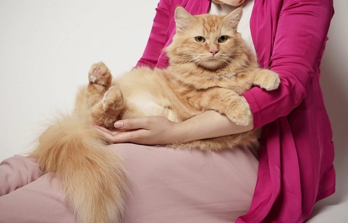 Tips to Maximize Rare Cat Visits 1