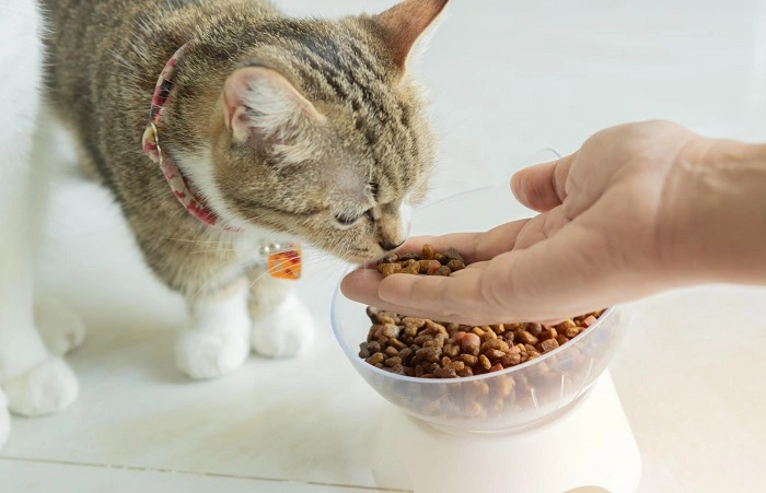 Understanding Sensitive Stomachs in Cats 1