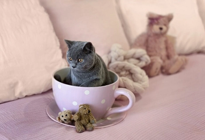 What Are Miniature Cats 1