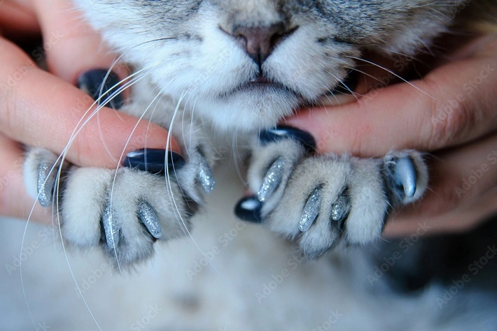 What Are Nail Caps for Cats 1