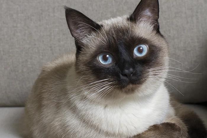 What Are Siamese Cats Really Like