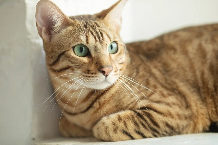 What Causes Green Eyes in Cats 1