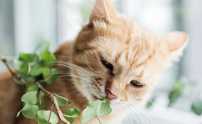 What to Do If Your Cat Eats Alstroemeria 1
