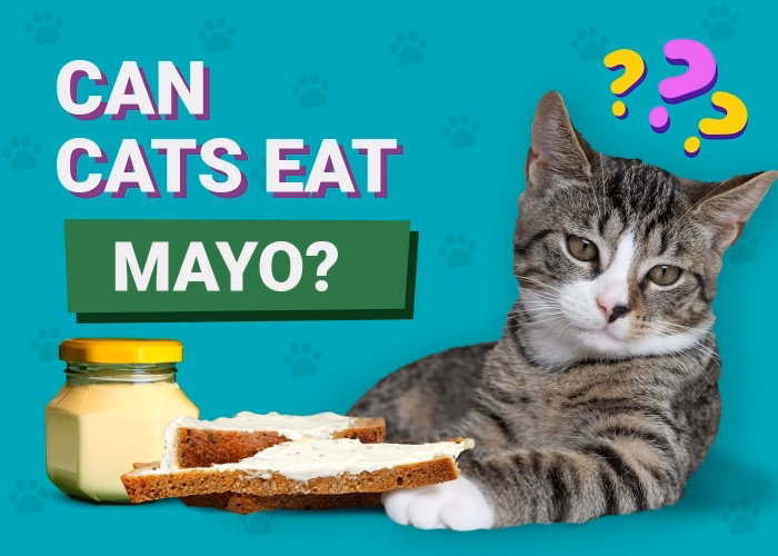 Whats in Mayo and How It Affects Cats