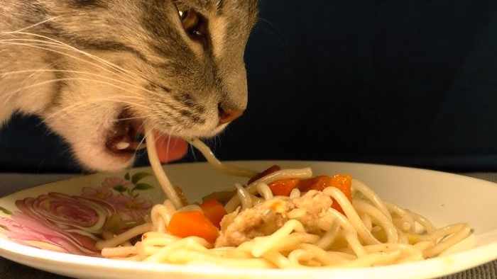Whats in Spaghetti and How It Affects Cats