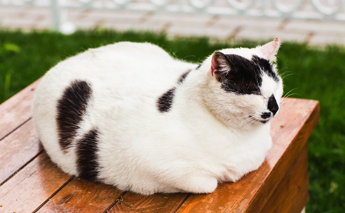 Where Did Fat Cats Go