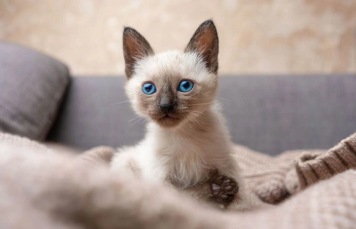 Where to Find Siamese Cats for Adoption 1