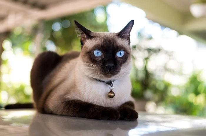 Why Adopt a Siamese Cat