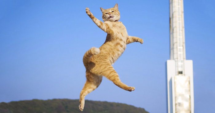 Why Are Dancing Cats So Popular