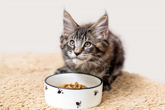 Why Cats May Be Attracted to Goldfish Crackers 1
